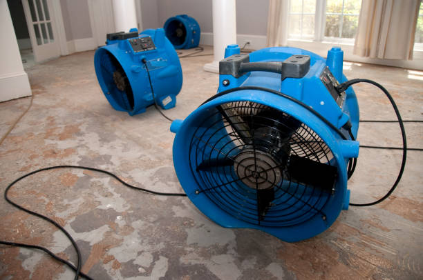 Best Basement water damage restoration  in Old Jefferson, LA